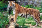 266px-Panthera_tigris_tigris.jpg