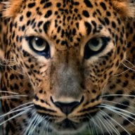 JunglebeastYT