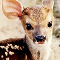 Roosjebloosje