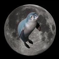 sealonthemoon