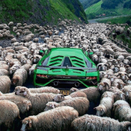 HetWitteSchaap