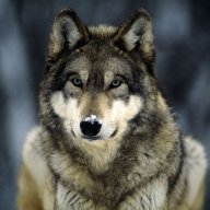 Wolf50000