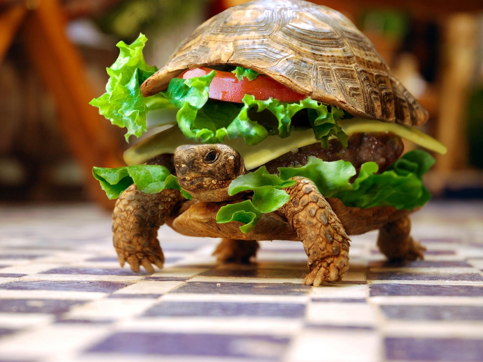 Funny-Turtle-Burger-1600x1200.jpg
