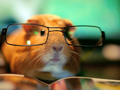hamster-wearing-glasses-reading.jpg